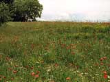 Landschaft mit Mohn