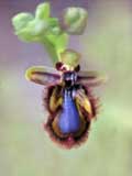 Ophrys sciliata