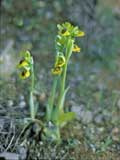 Ophrys lutea