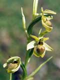 Ophrys araneola