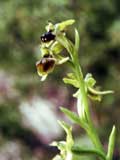 Ophrys araneola