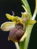 Ophrys araneola