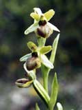 Ophrys araneola