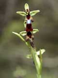 Ophrys insektifera