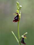 Ophrys insektifera