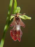 Ophrys insektifera