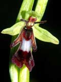 Ophrys insektifera