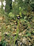 Ophrys insektifera