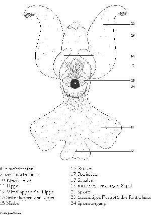 Grafik