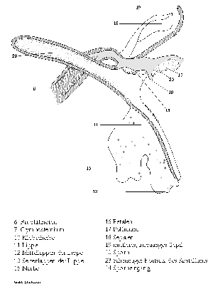 Grafik