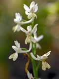 Orchis provincialis