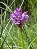 Orchis tridentata