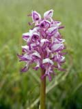 Orchis simia