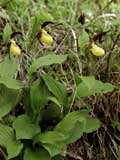 Cyprpipedium calceolus