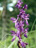 Orchis mascula