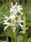 Orchis mascula Albino