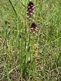 Orchis ustulata