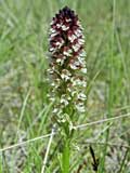 Orchis ustulata