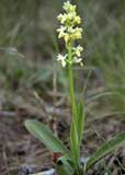 Orchis pallens