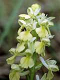 Orchis pallens