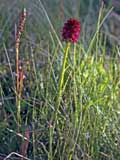 Nigritella rubra