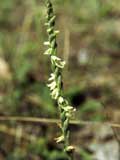 Spiranthes aestvalis