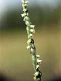 Spiranthes aestvalis