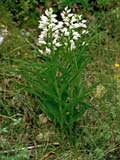 Cephalantera longifolia