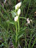 Cephalantera damasonium