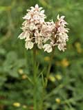 Dactylorhiza fuchsii