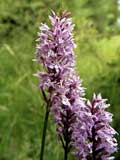 Dactylorhiza fuchsii