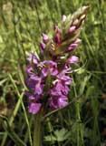 Dactylorhiza elata