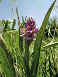 Dactylorhiza elata