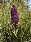 Dactylorhiza majalis