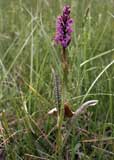 Dactylorhiza