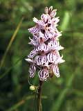 Dactylorhiza