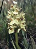 Dactylorhiza sambucina