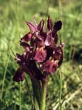 Dactylorhiza sambucina