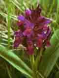 Dactylorhiza sambucina