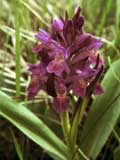 Dactylorhiza sambucina