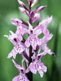 Dactylorhiza fuchsii