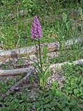 Dactylorhiza