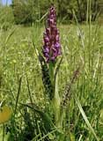 Dactylorhiza majalis