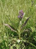 Dactylorhiza majalis