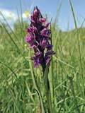 Dactylorhiza majalis