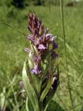 Dactylorhiza majalis