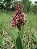 Dactylorhiza sambucina