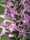 Dactylorhiza fuchsii