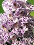D maculata