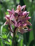 Dactylorhiza sambucina